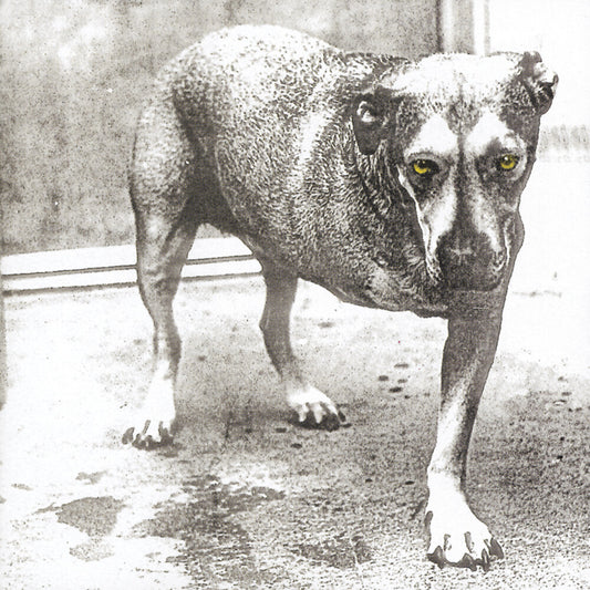 the album cover for Alice In Chains - Alice In Chains (30th Anniversary Reissue) [Colored Vinyl]