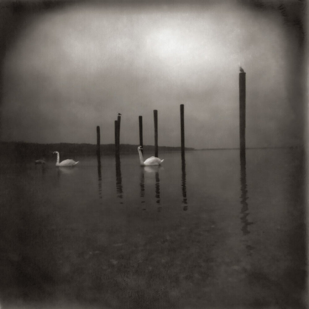 the album cover for Om - Conference Of The Birds
