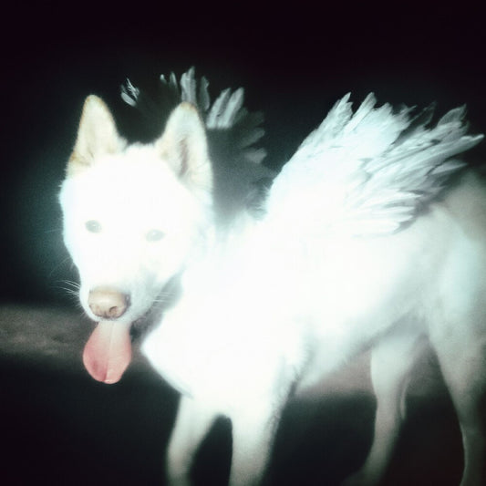 the album cover for Fat Dog - Cancel Me (I'm Tired) [Indie Exclusive Coke Bottle Green]